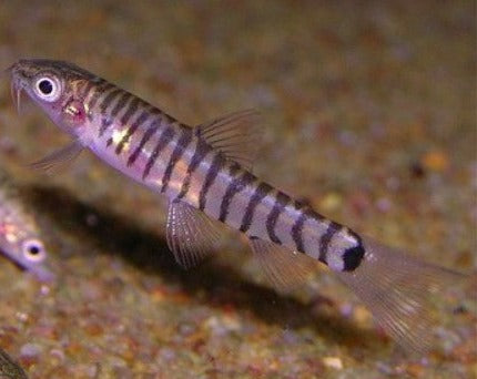 Pygmy Multistripe Loach