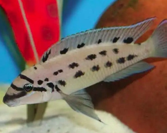 Chalinochromis "Ndobnoi"
