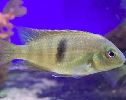 Neetroplus Nematopus "Neet Cichlid"