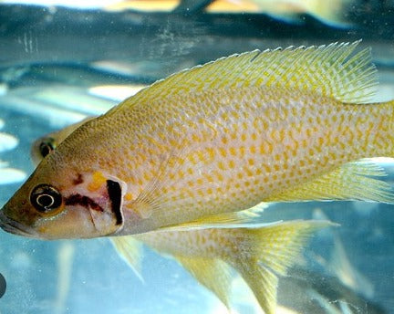 Neolamprologus Splendens "Helianthus"