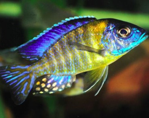 Aulonocara sp. "Blue Neon Tanzania"