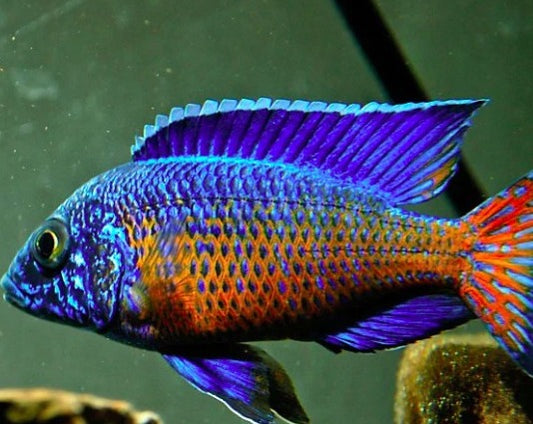 Aulonocara Stuartgranti "Ngara"