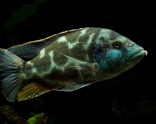 Nimbochromis Livingstonii