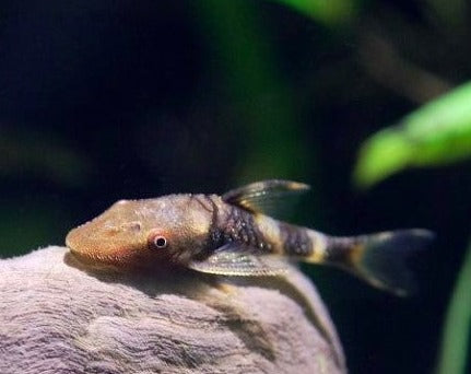 Otocinclus - Orange Zebra Catfish