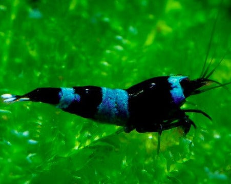 Blue Panda/ Shadow Panda Shrimp