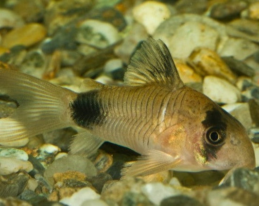 Panda Cory