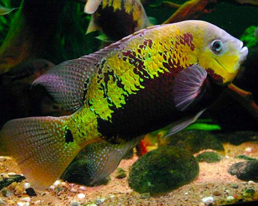 Herichthys pearsei "Pantano Cichlid"