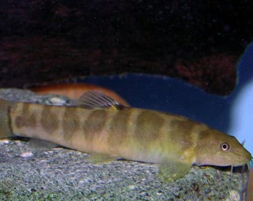 Pasta Loach