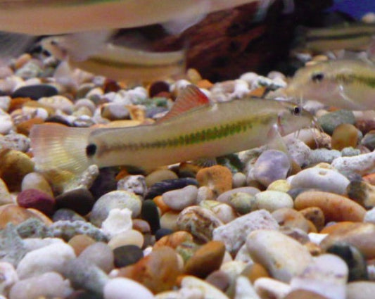 Peppermint Loach