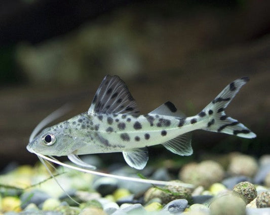 Pictus Catfish