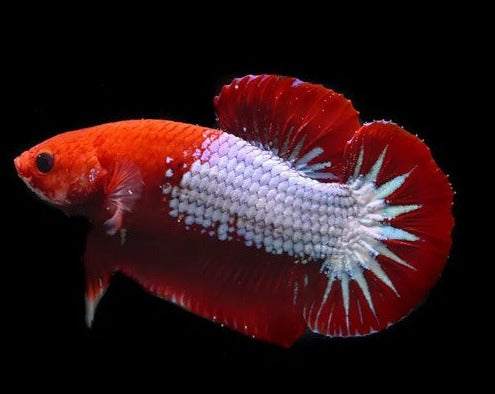 Plakat Halfmoon Male Betta