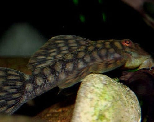 Polka Dot Pleco - L020