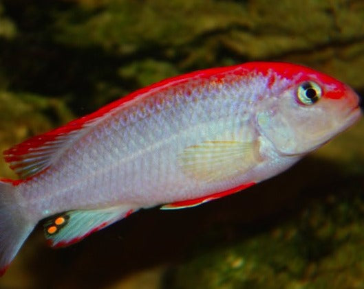 Psuedotropheus Perspicax "Red Top Ndumbi"