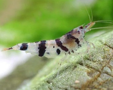 Racoon Tiger Shrimp