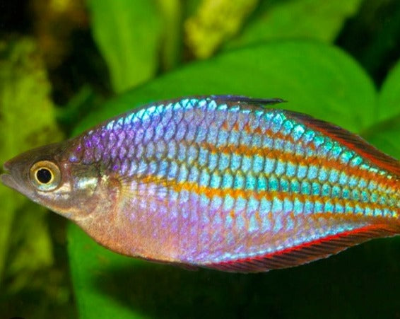 Red Laser Rainbow Fish