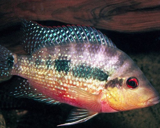 Cribroheros Longimanus "Red Breast Cichlid"