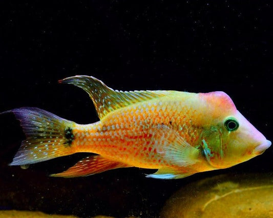 Geophagus Steindachneri "Red Hump"