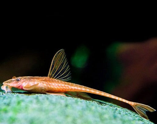 Red Lizard Whiptail Catfish