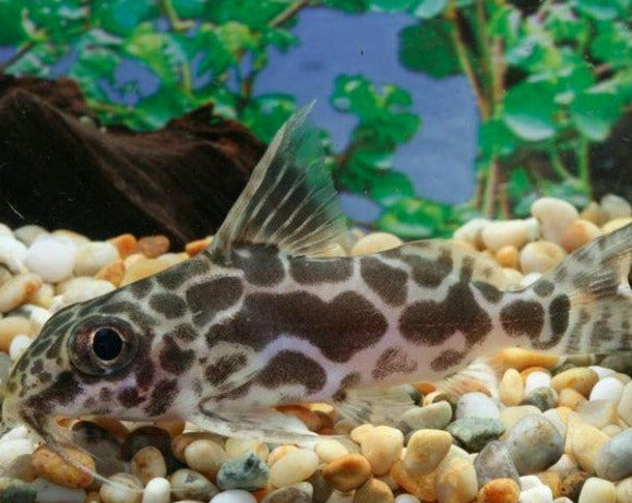 Synodontis - Robert's Catfish