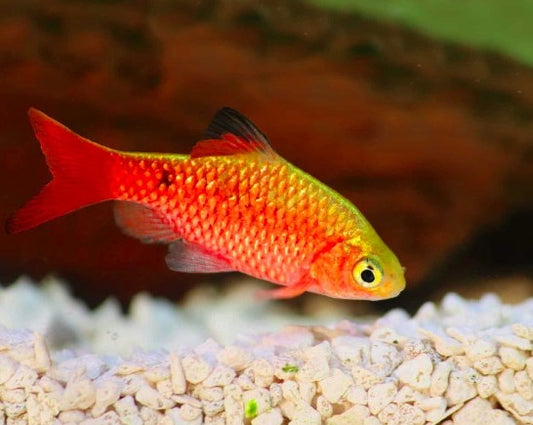 Rosy Barb