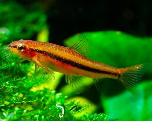 Rosy Loach