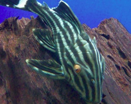 Royal Pleco - L190