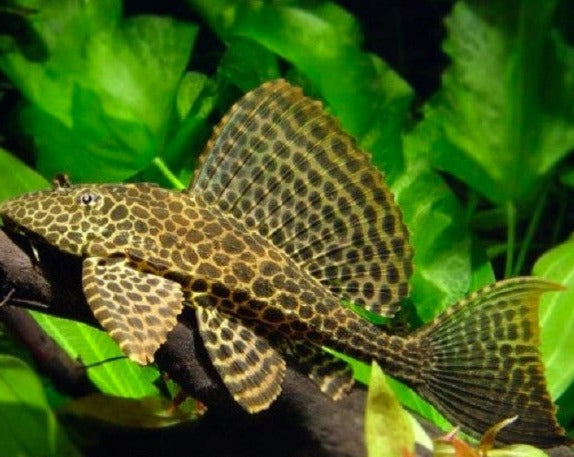 Sailfin Pleco - Marble – THE EVOLVED FISH