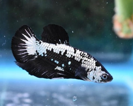 Samurai Male Betta