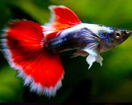 Santa Claus Male Guppy