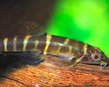 Scooter Loach