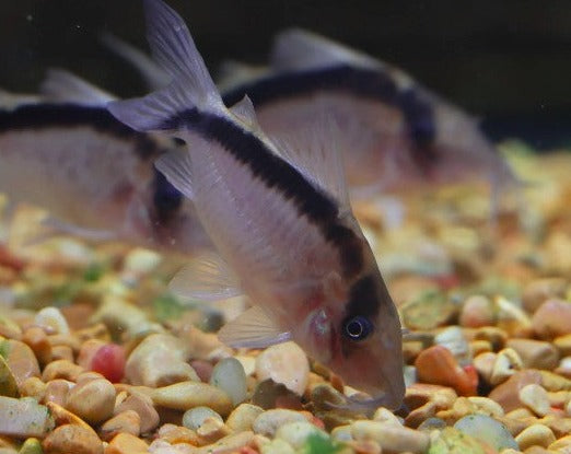 Giant Skunk Cory