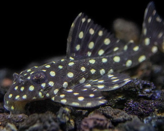 Snowball/Orinoco Angel Pleco - L201