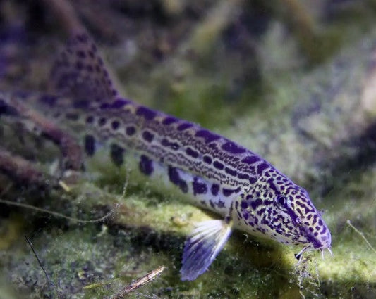Spined Loach