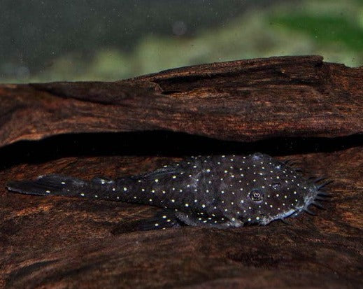 Medusa Pleco - Spotted - L255