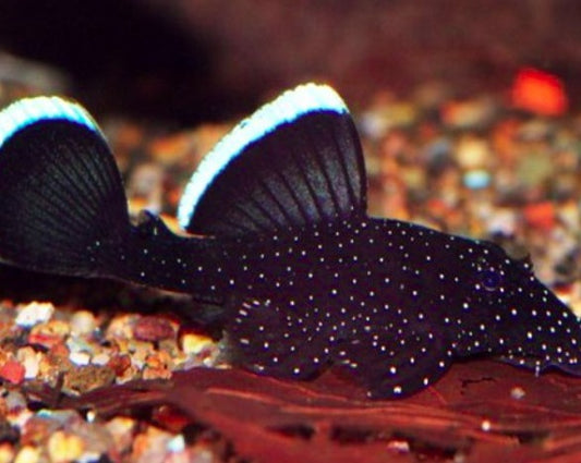 Starlight pleco L183