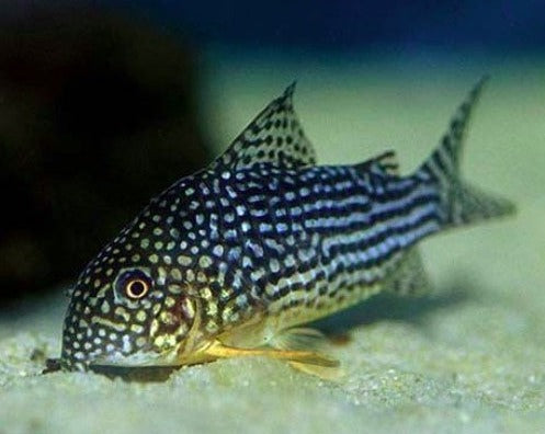 Sterba's Cory