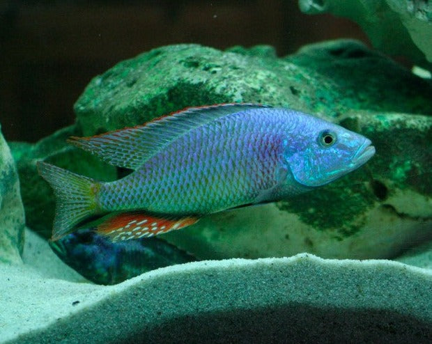 Dimidiochromis Strigatus