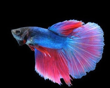 Super Delta Male Betta
