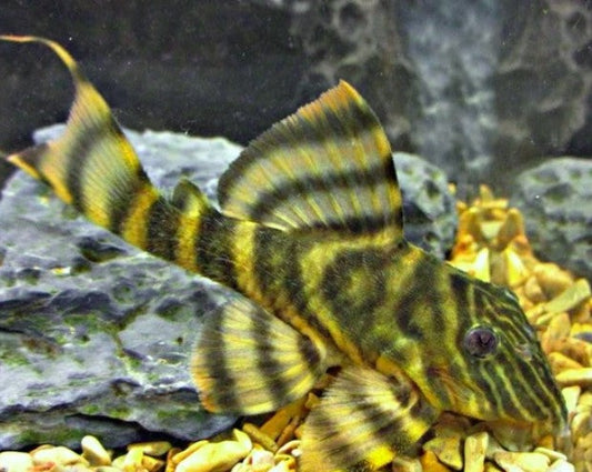 Tiger Stripe Pleco - L398