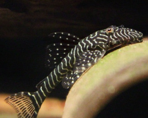 Tigris Pleco - L257