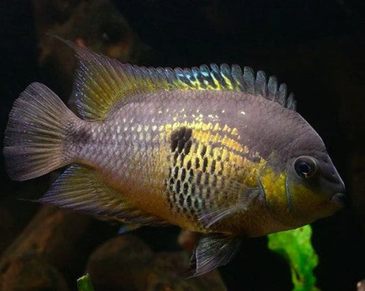 Archocentrus Myrnae "Topaz Cichlid"