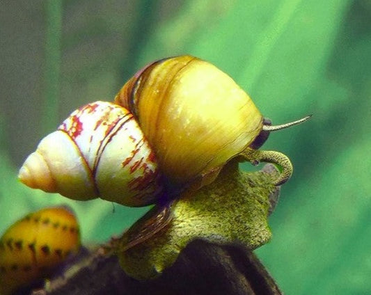 Trapdoor Snail