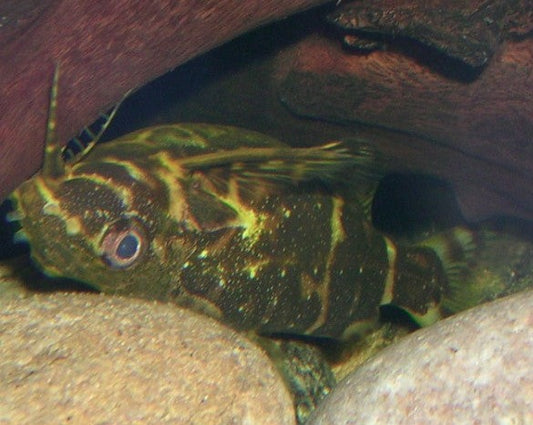 Synodontis - Upside Down  "Giant" Catfish