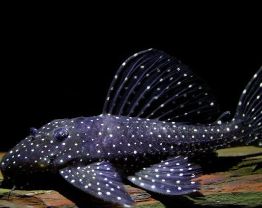 Vampire Pleco - L240