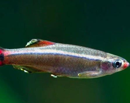 White Cloud Minnow