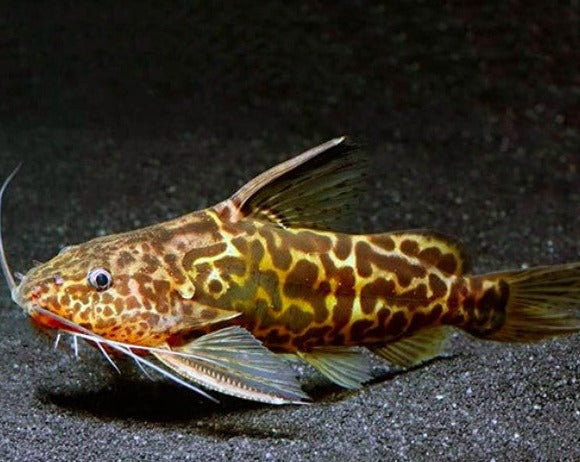 Synodontis - Yellow Marble Catfish