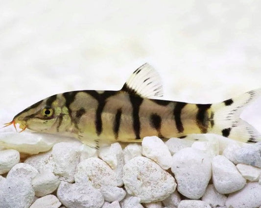 Yo-Yo Loach