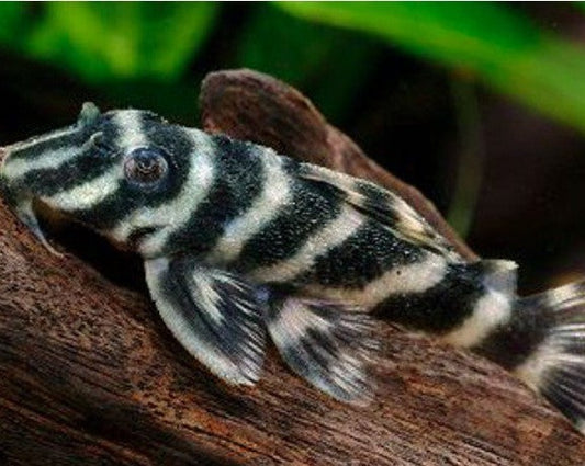 Yellow Zebra Pleco - L199