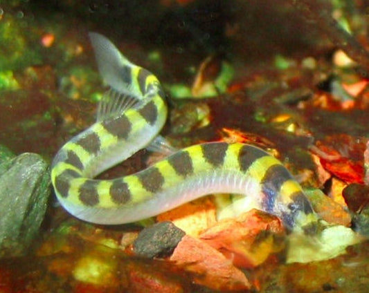 Kuhli Loach - Dwarf/Zipper