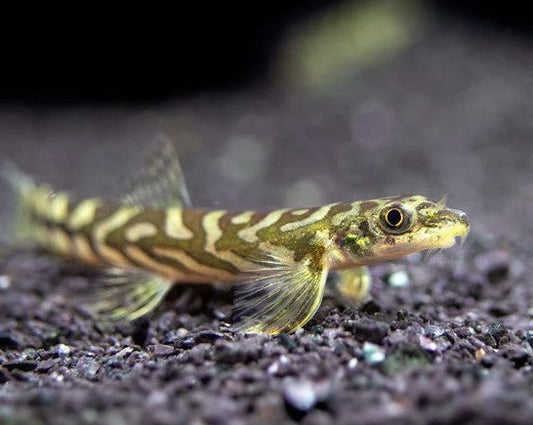 Batik Zodiac Loach
